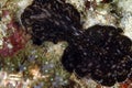 Nudibranch, Kapalai Island, Sabah Royalty Free Stock Photo