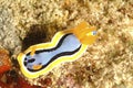 Nudibranch, Kapalai Island, Sabah Royalty Free Stock Photo