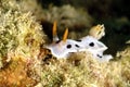 Nudibranch, Kapalai Island, Sabah Royalty Free Stock Photo