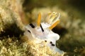 Nudibranch, Kapalai Island, Sabah Royalty Free Stock Photo