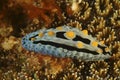 Nudibranch, Kapalai Island, Sabah Royalty Free Stock Photo