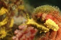 Nudibranch, Kapalai Island, Sabah Royalty Free Stock Photo