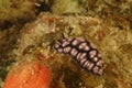 Nudibranch, Kapalai Island, Sabah