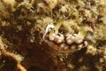 Nudibranch, Kapalai Island, Sabah