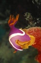 Nudibranch, Mabul Island, Sabah Royalty Free Stock Photo