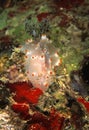 Nudibranch, Mabul Island, Sabah Royalty Free Stock Photo