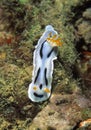 Nudibranch, Mabul Island, Sabah Royalty Free Stock Photo