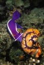 Nudibranch, Mabul Island, Sabah Royalty Free Stock Photo