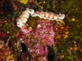 Nudibranch Mating behavior Royalty Free Stock Photo