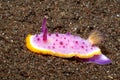 Nudibranch, Mexichromis mariei