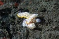 Nudibranch Mexichromis multituberculata mating