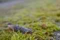 Nudibranch on moss - closeup slug