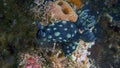 Nudibranch Nembrotha cristata or Crested Nembrotha Royalty Free Stock Photo