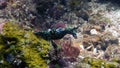 Nudibranch Nembrotha cristata or Crested Nembrotha Royalty Free Stock Photo