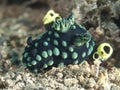 Nudibranch nembrotha cristata Royalty Free Stock Photo