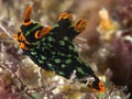 Nudibranch Nembrotha kubaryana