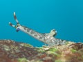 Nudibranch Nembrotha lineolata