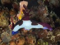 Nudibranch Nembrotha rutilans