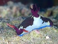 Nudibranch Nembrotha rutilans