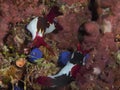 Nudibranch Nembrotha rutilans