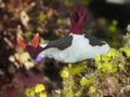 Nudibranch Nembrotha rutilans