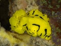 Nudibranch Notodoris minor