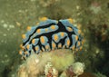 Nudibranch - phyllidia marindica Royalty Free Stock Photo