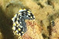 Nudibranch - Phyllidia picta Royalty Free Stock Photo