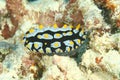 Nudibranch - Phyllidia rueppellii Royalty Free Stock Photo
