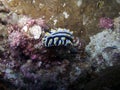 Nudibranch (Phyllidia varicosa) Royalty Free Stock Photo