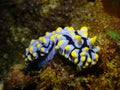Nudibranch Phyllidia varicosa Royalty Free Stock Photo