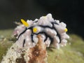 Nudibranch Phyllidiid sp