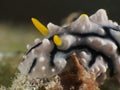 Nudibranch Phyllidiid sp