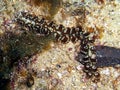 Nudibranch (Pteraeolidia Ianthina) in the filipino sea 23.1.2016