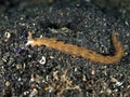 Nudibranch pteraeolidia janthina Royalty Free Stock Photo