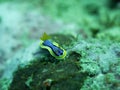 Nudibranch on a reef in Bali Royalty Free Stock Photo