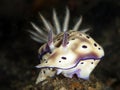 Nudibranch Risbecia tryoni