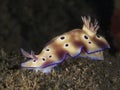 Nudibranch Risbecia tryoni