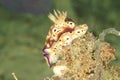 Nudibranch risbecia tryoni