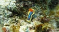 Nudibranch in the sea Royalty Free Stock Photo