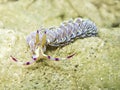 Nudibranch sea slug