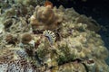 Nudibranch sea worm walk at coral reef in close up shot with deep blue sea underwater and colurful soft and hard coral landscape Royalty Free Stock Photo