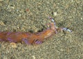 Nudibranch - Serpent pteraeolidia