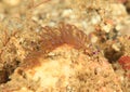 Nudibranch - Serpent pteraeolidia