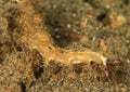 Nudibranch - Serpent pteraeolidia