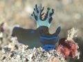 Nudibranch tambja morosa