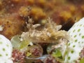 Nudibranch Trapania palmula Royalty Free Stock Photo