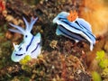 Nudibranches