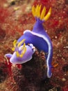 Nudibranches - Hypseldoris Apolegma. Underwater