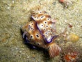 Nudibranches (Hypselodoris Tryoni) in the filipino sea 9.12.2016